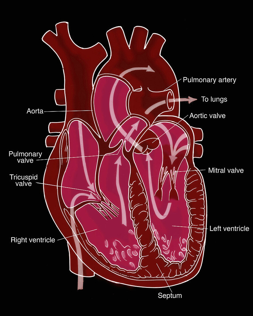 Illustration of Coronary Circulation