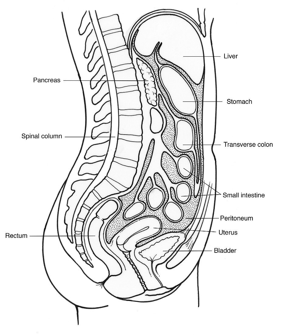 Illustration of Female Internal Organs