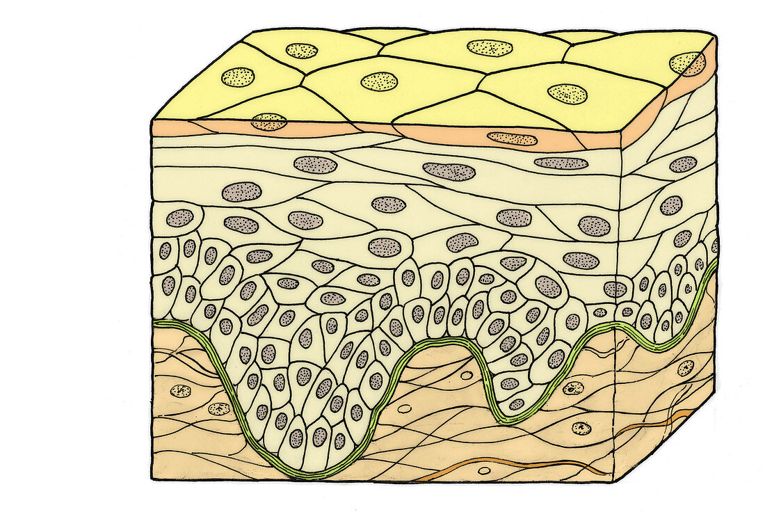 Stratified Squamous Epithelium