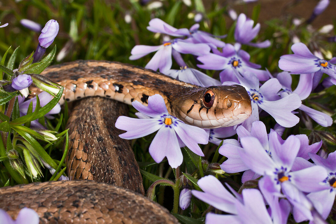 Garter Snake