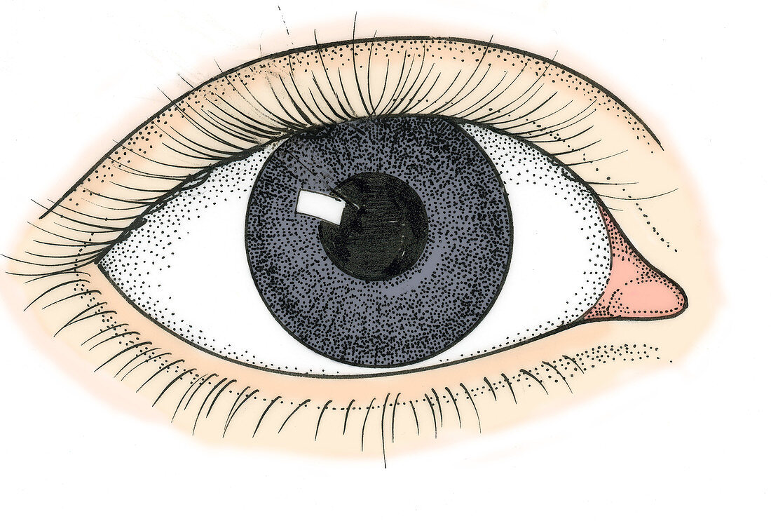 Illustration of Human Eye