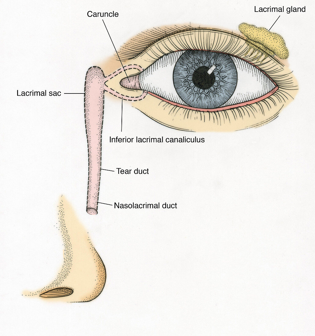 Illustration of Tear Duct