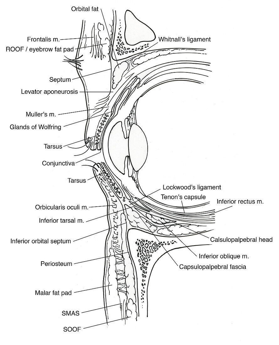 Illustration of Eye Anatomy