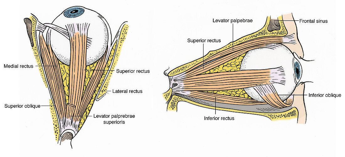 Illustration of Eye Muscles