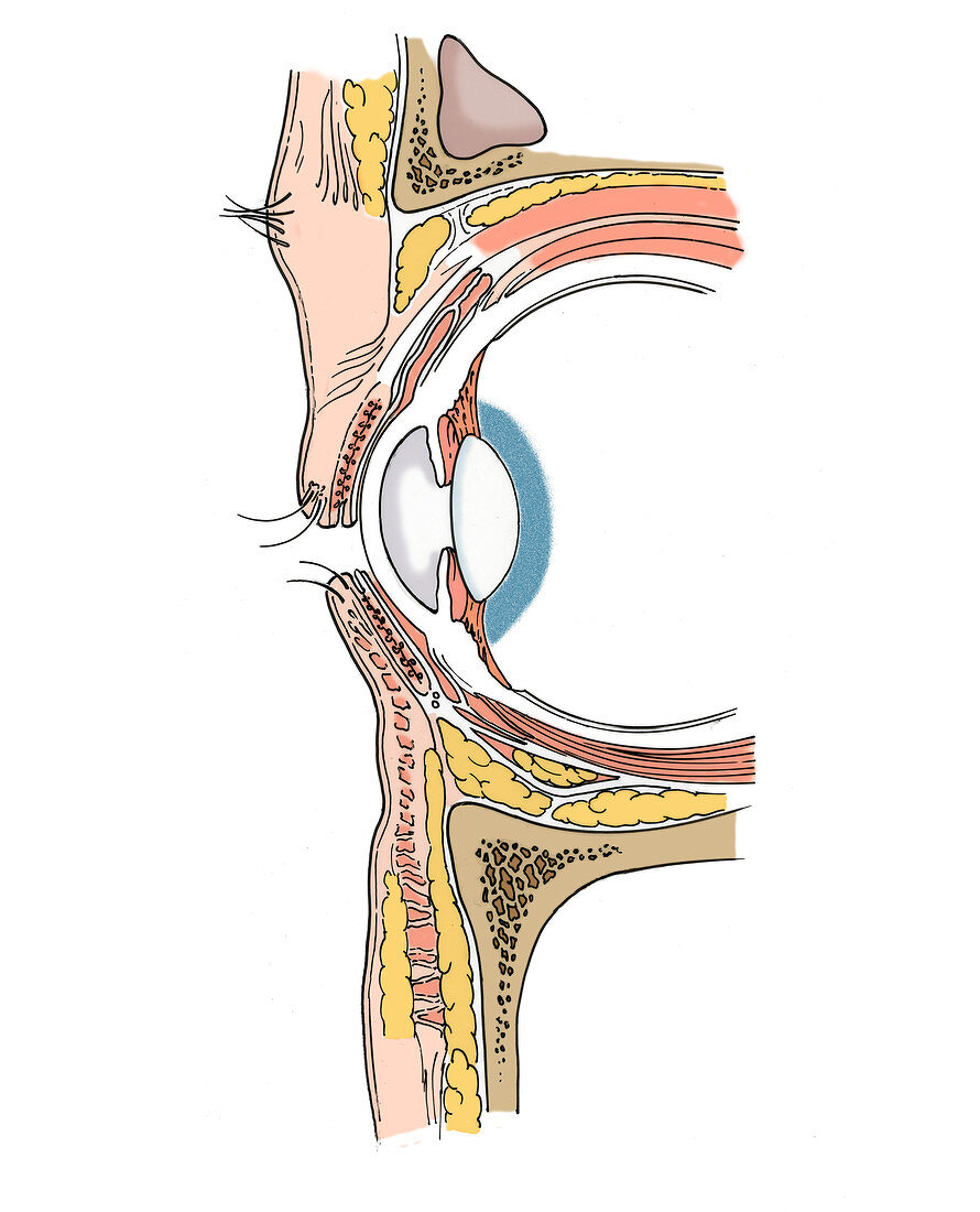 Illustration of Eye Anatomy