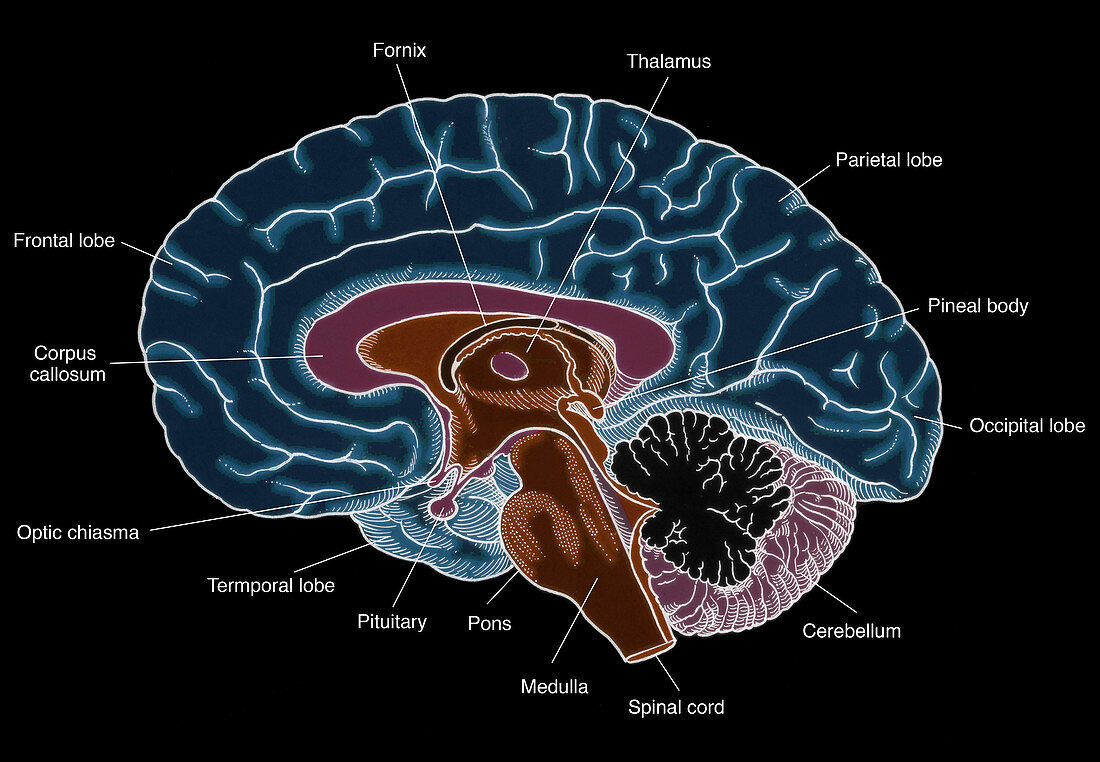 Illustration of Human Brain