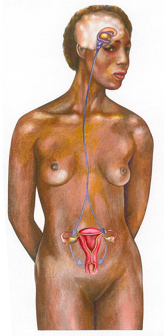 Hormones and Menstrual Cycle