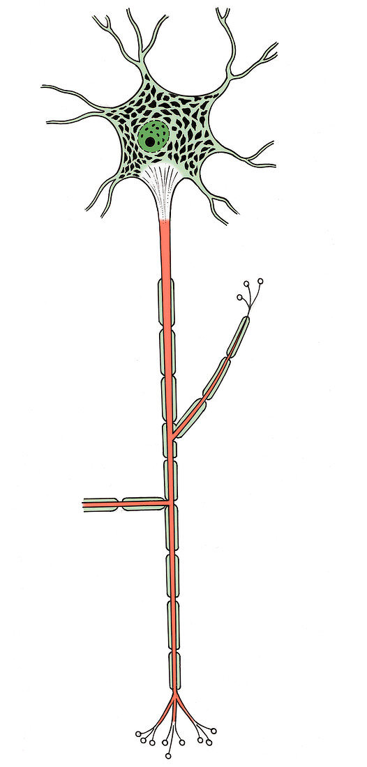 Illustration of Motor Neuron