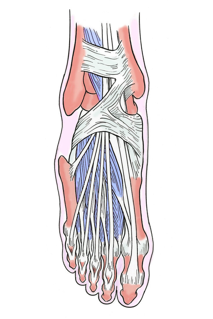Illustration of Foot Anatomy