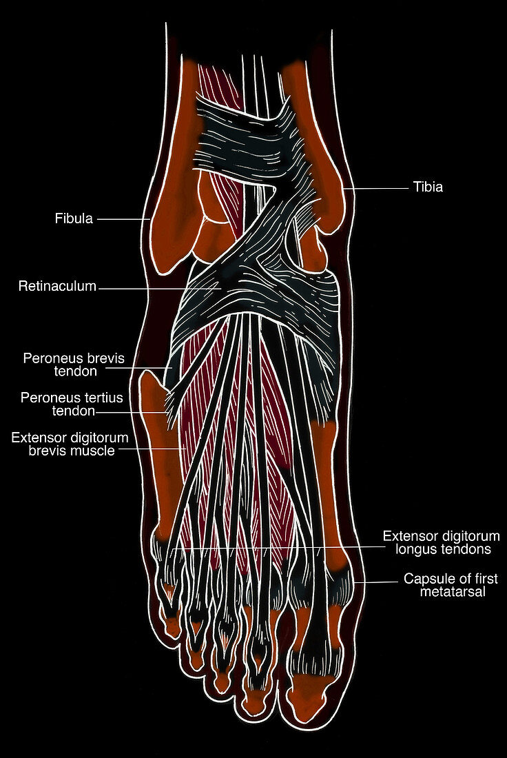 Illustration of Foot Anatomy