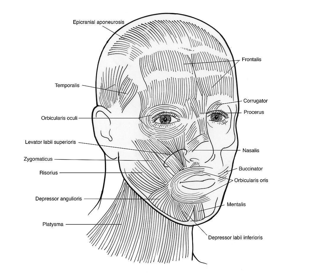 Illustration of Facial Muscles