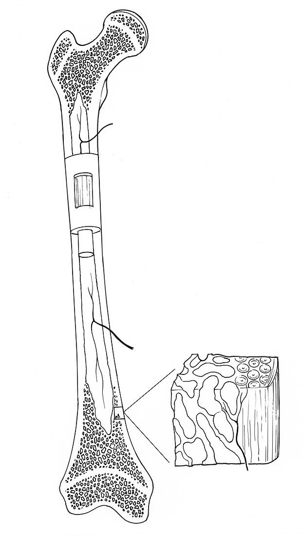 Illustration of Bone Structure