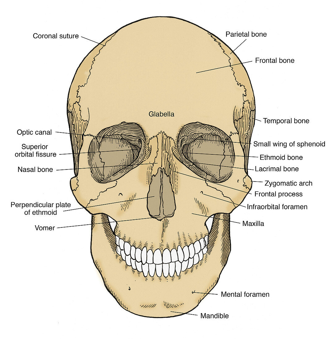 Illustration of Anterior Skull