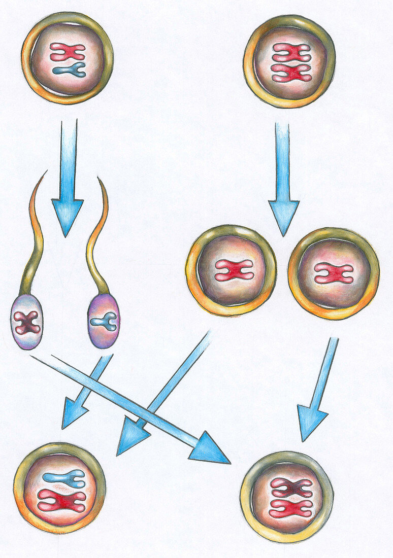 Sex Determination in Human Cell