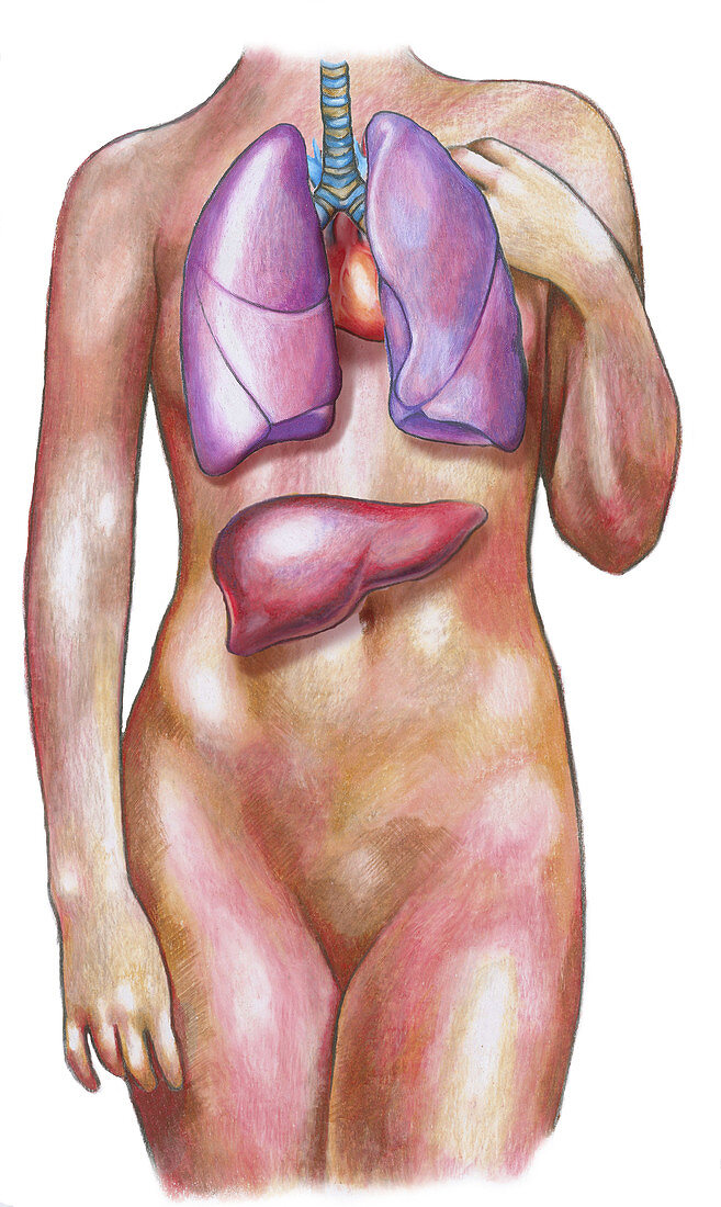 Female Body With Lungs and Liver