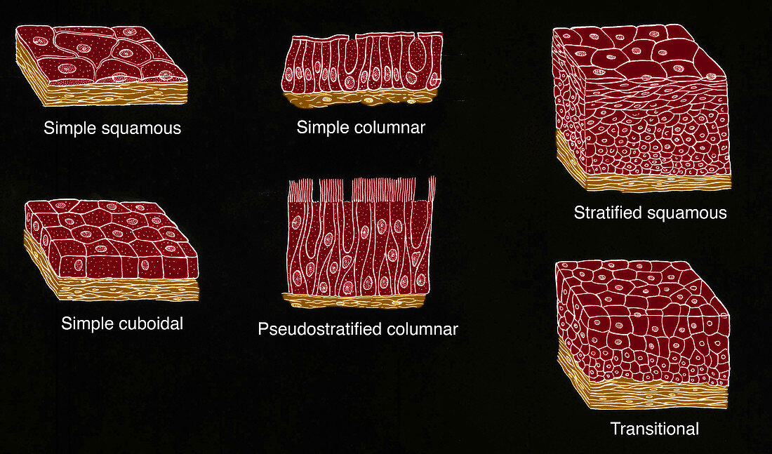 Illustration of Epithelium Types