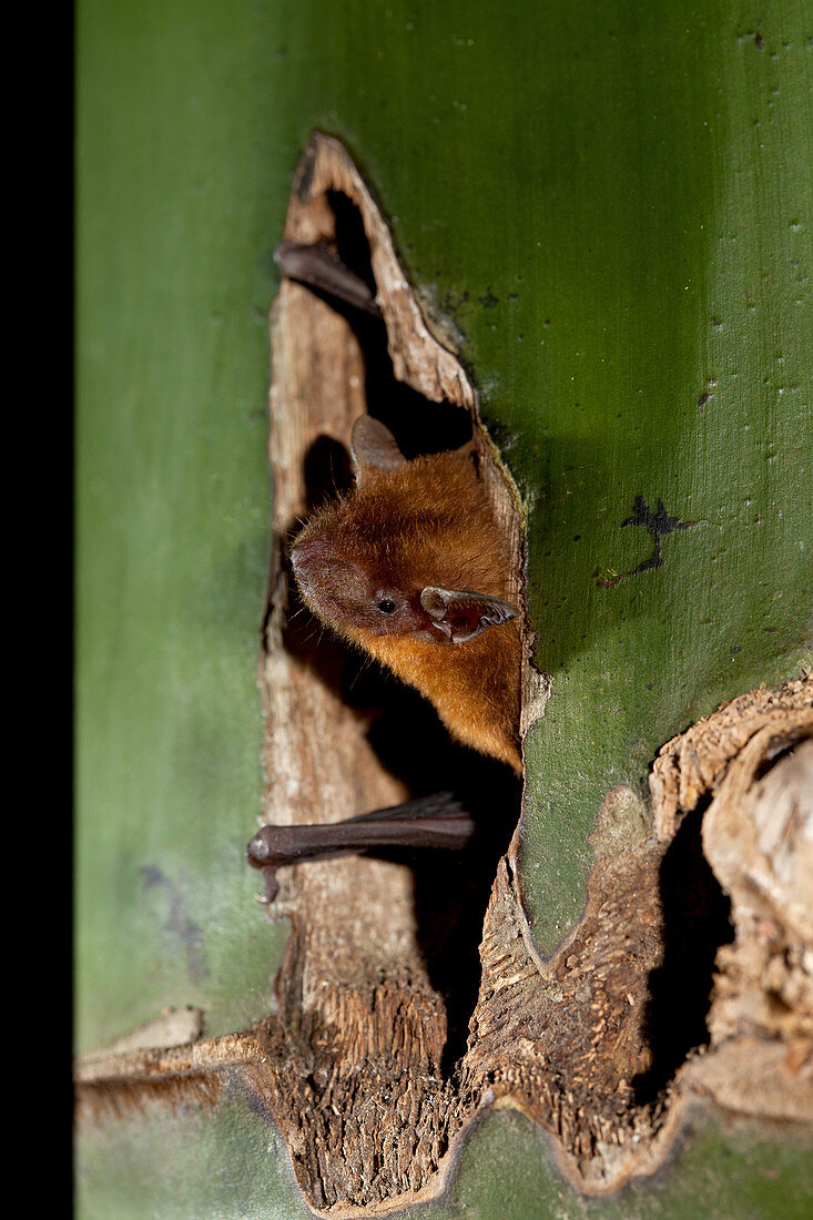 Lesser Bamboo Bat Emerging