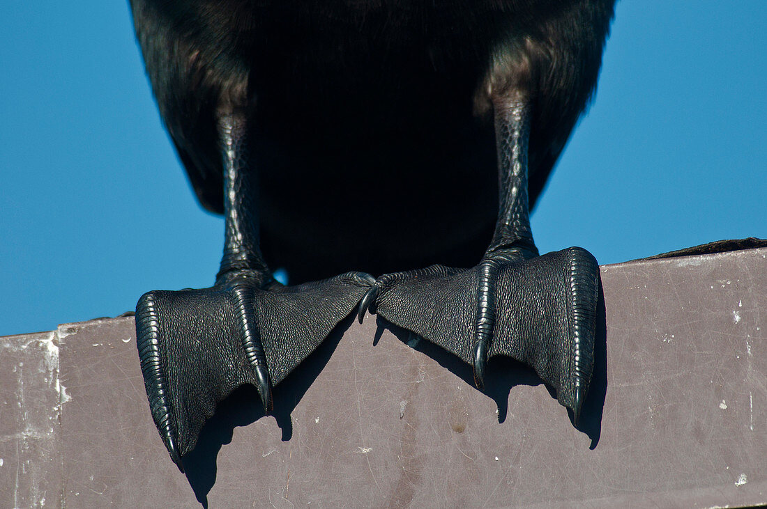 Webbed Feet of a Cormorant