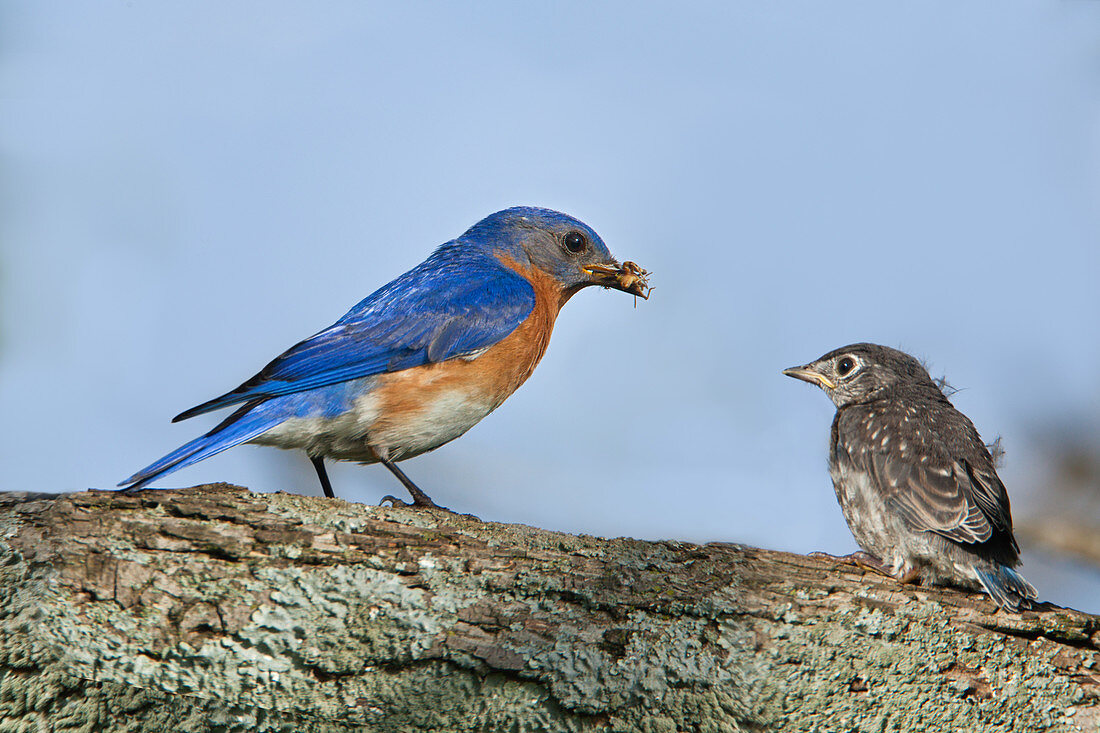 Male Bluebird and fledgling