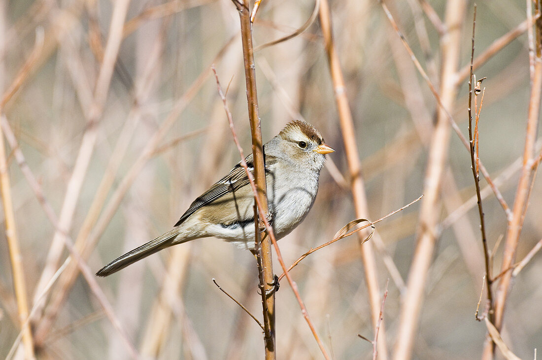Female White-crowned Sparrow