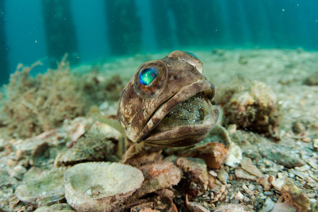 Male Banded Jawfish with eggs
