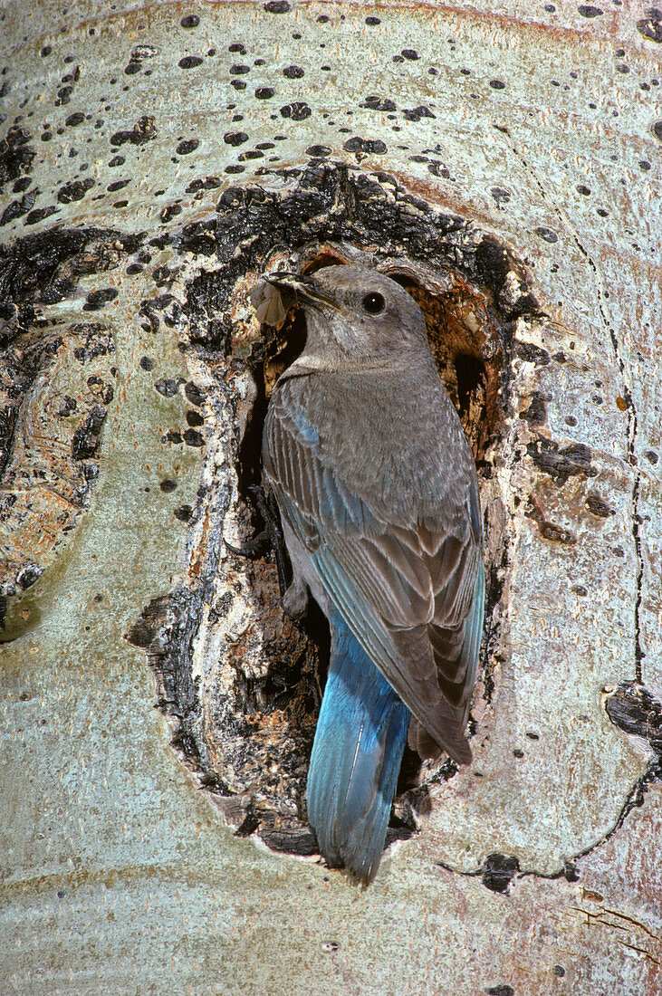 Mountain Bluebird at nest hole
