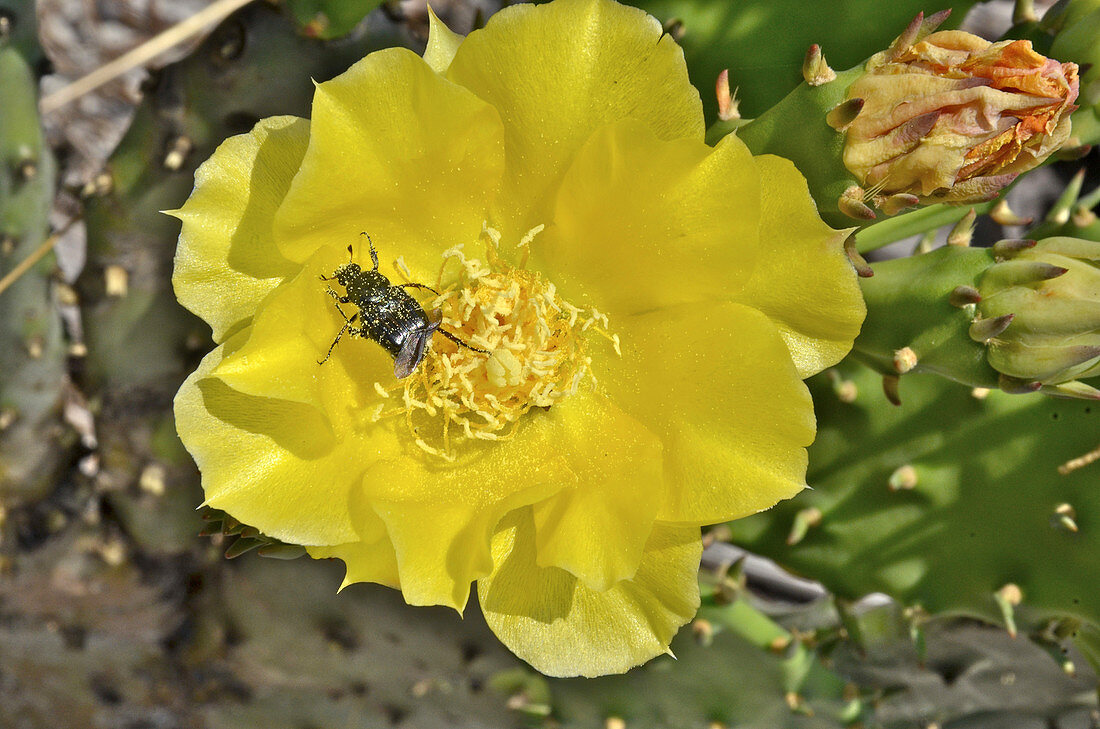 Prickly Pear Cactus with Beetle