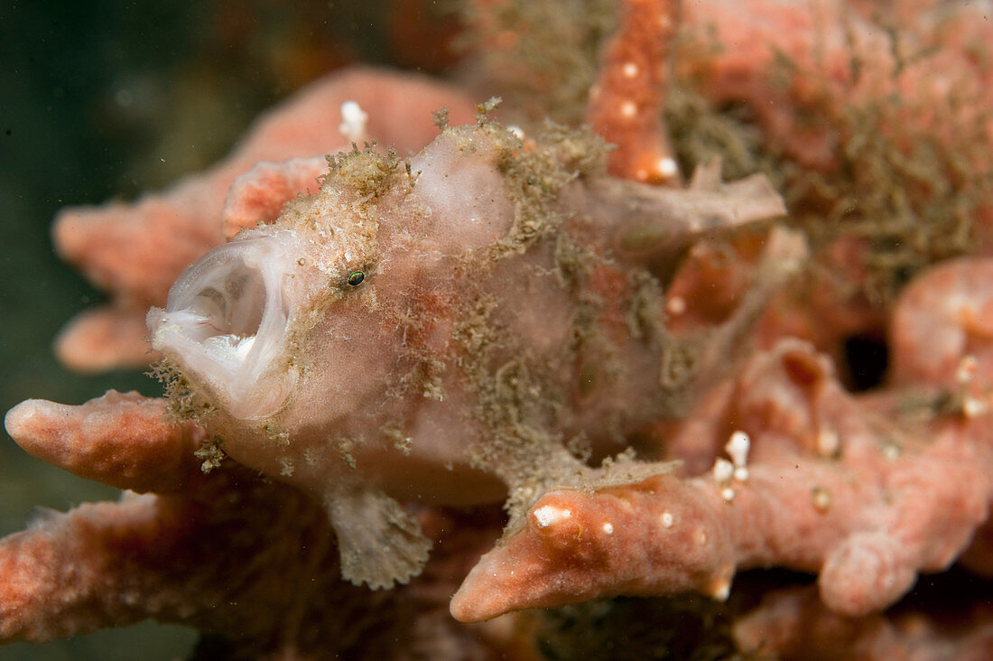 Ocellated Frogfish Hiding in Sponges