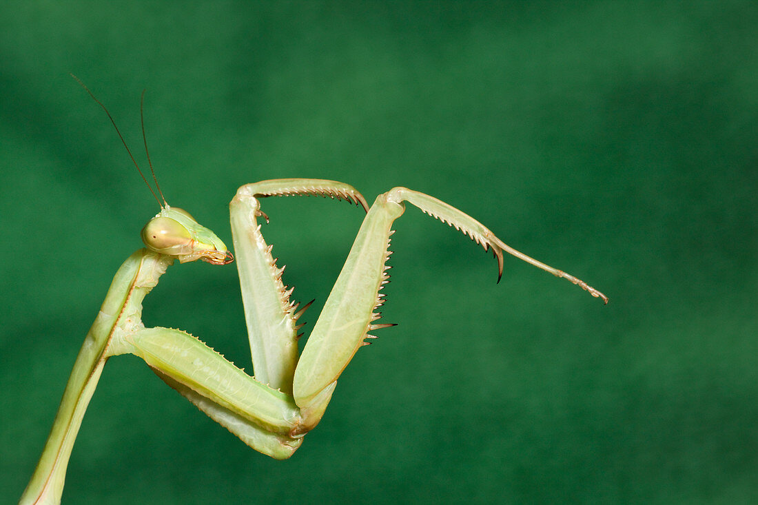 Giant African Mantis