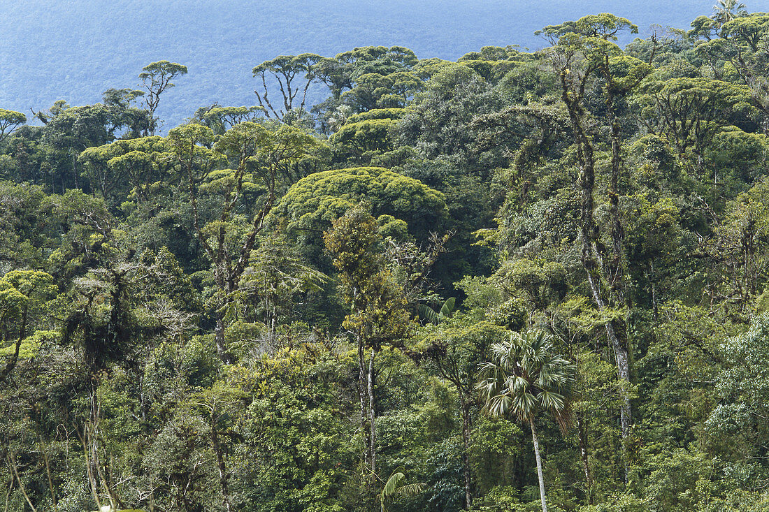 Montane Rainforest,Panama