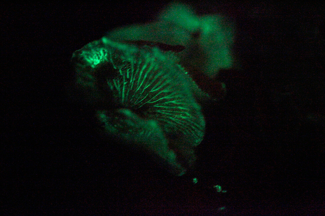 Mushroom bioluminescence