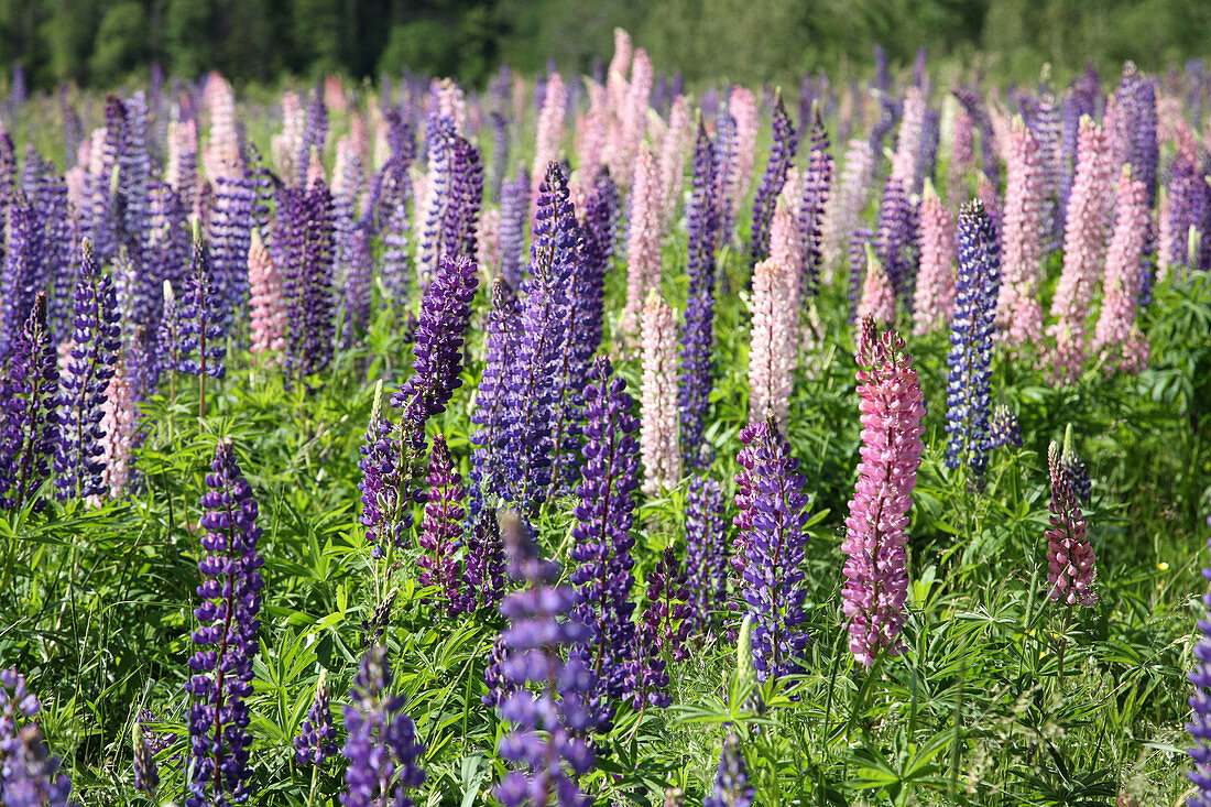 A field of Lupins