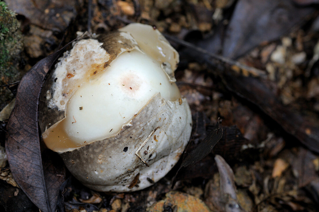 Emerging Stinkhorn Fungus