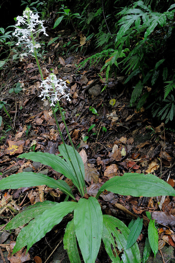 Philippine orchid