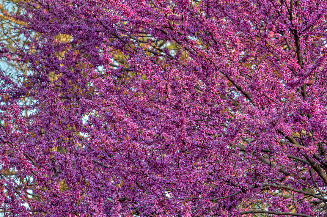 Eastern Redbud tree flowers