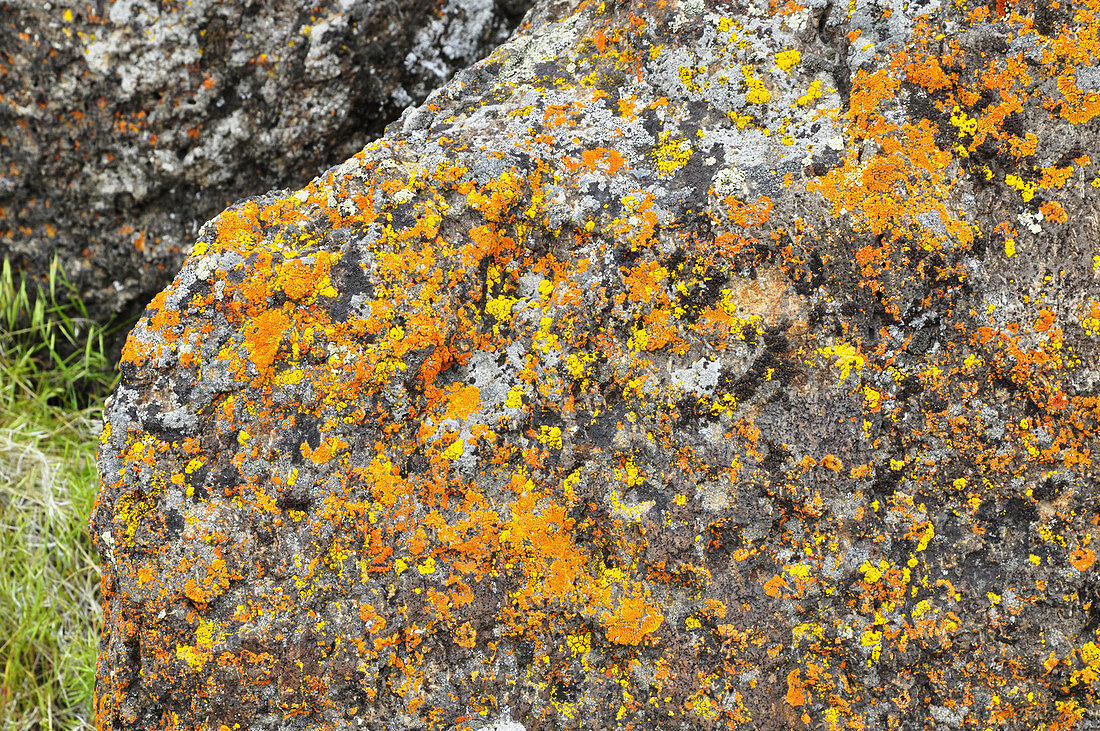 Crustose lichens