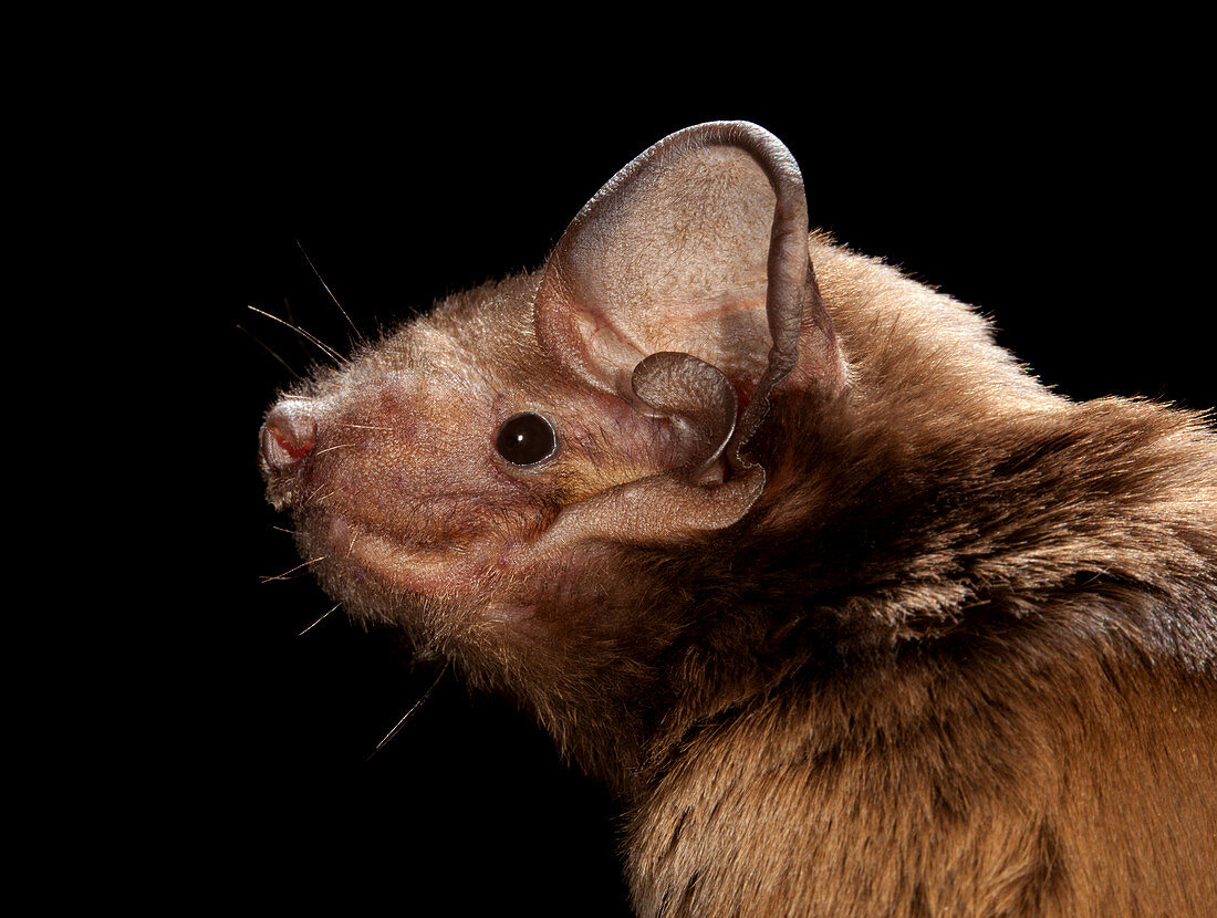 Brown Noctule Bat