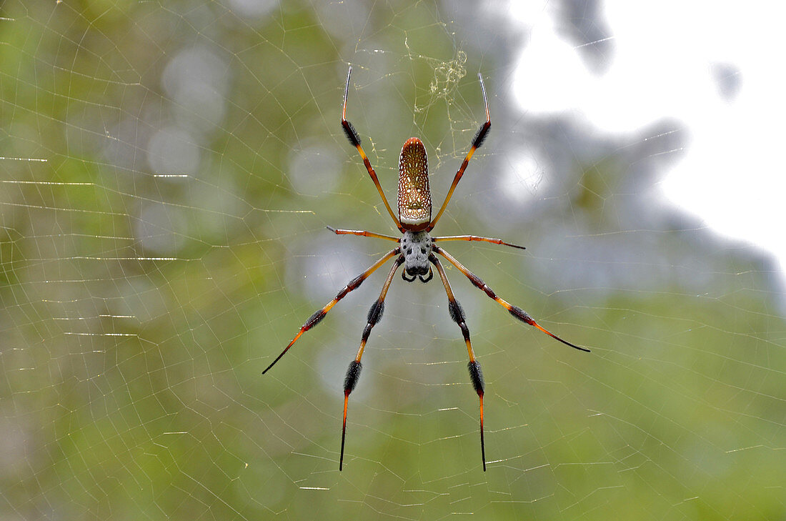 Golden Silk Spider