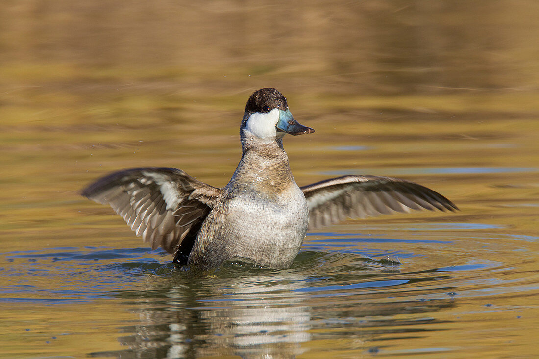Ruddy Duck Flapping