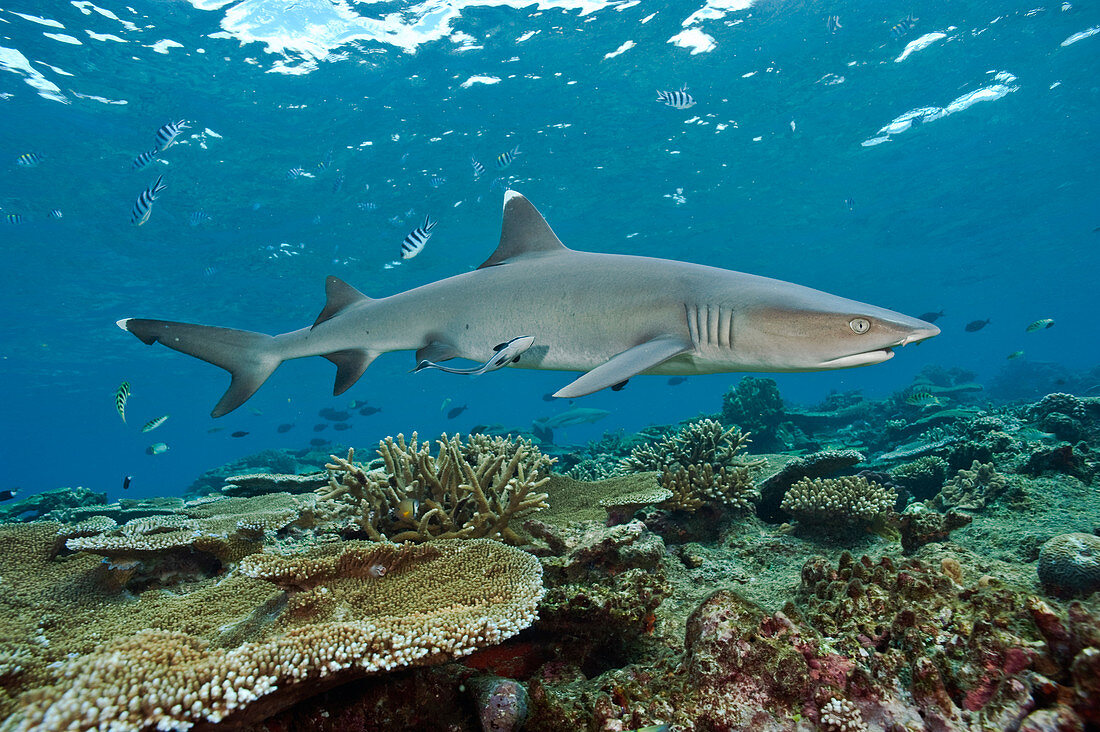 White tip Reef Shark