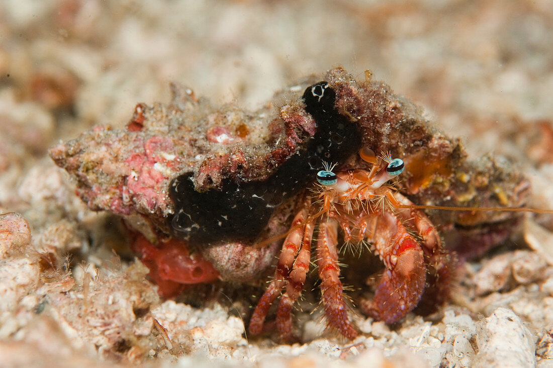 Bar-Eyed hermit crab