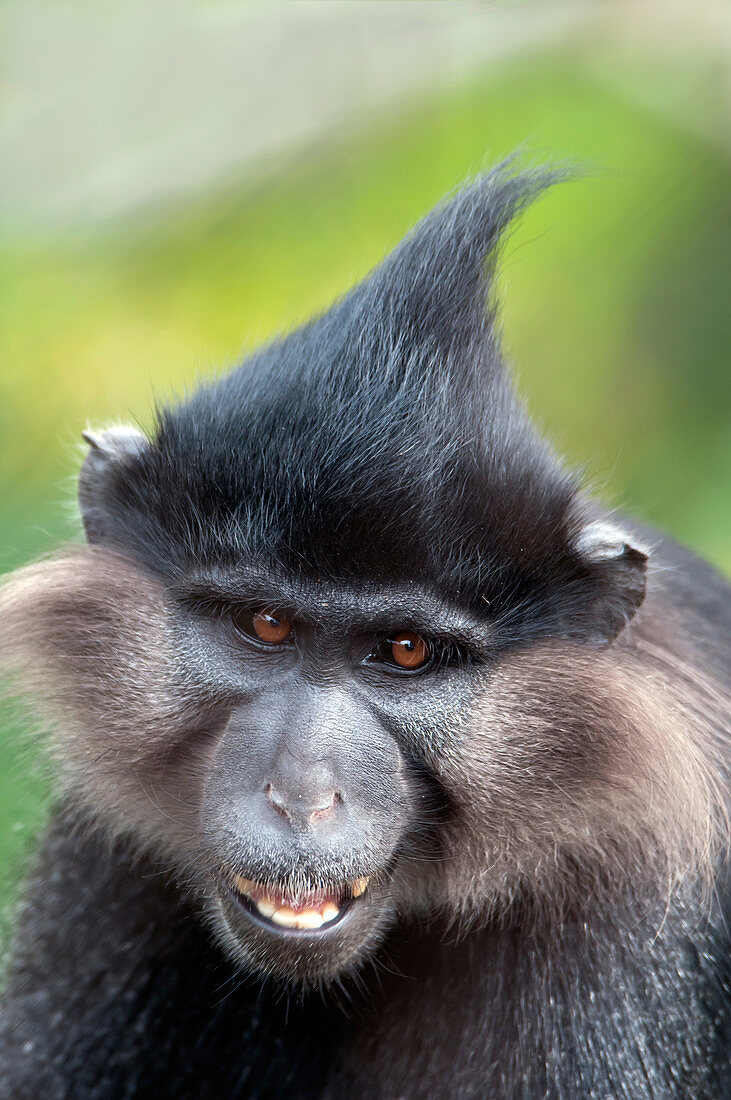 Black Crested Mangabey