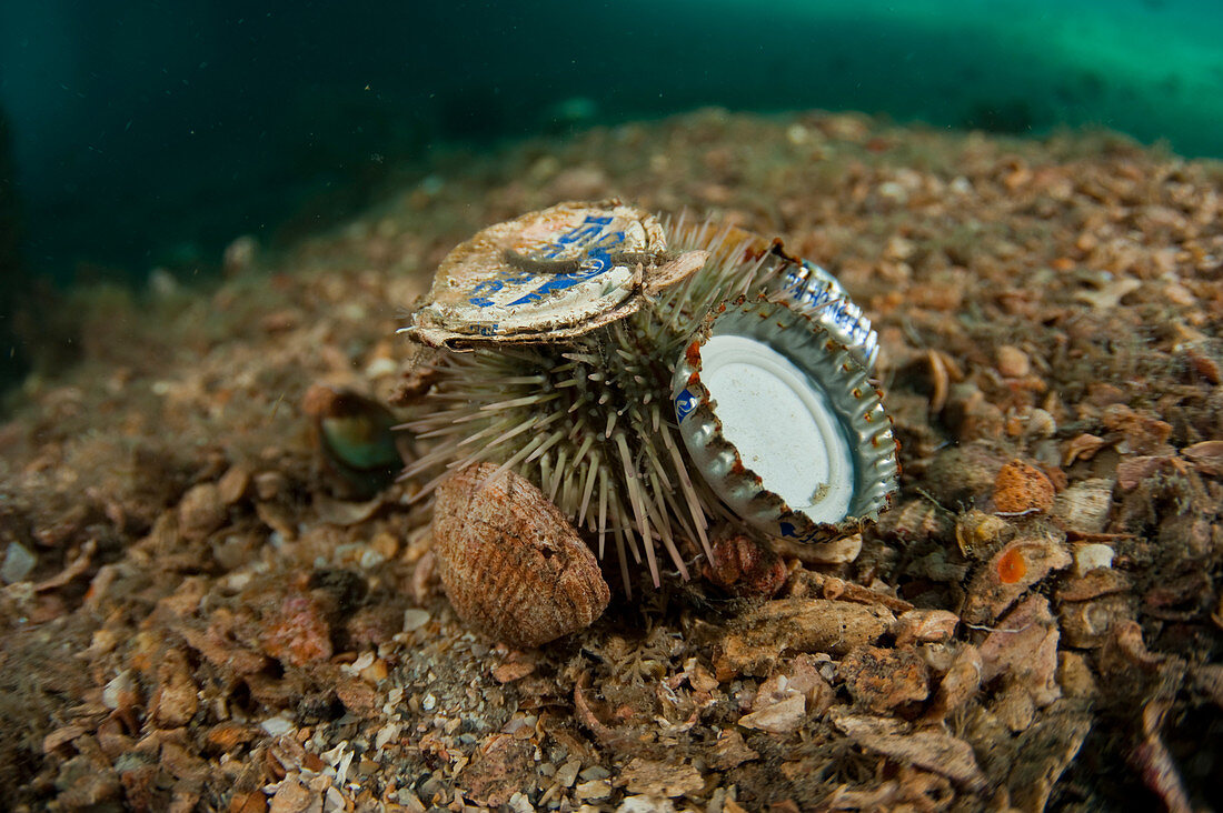 Sea Urchin with Garbage