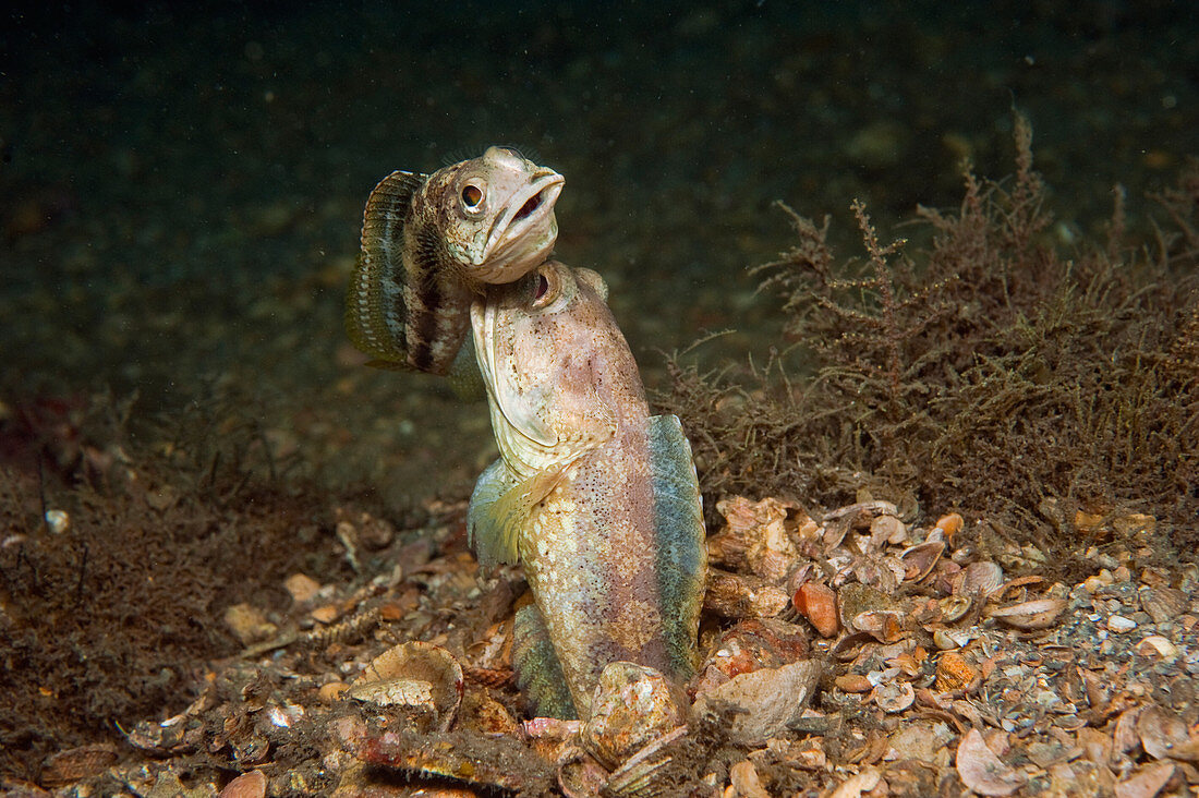 Banded Jawfish courting