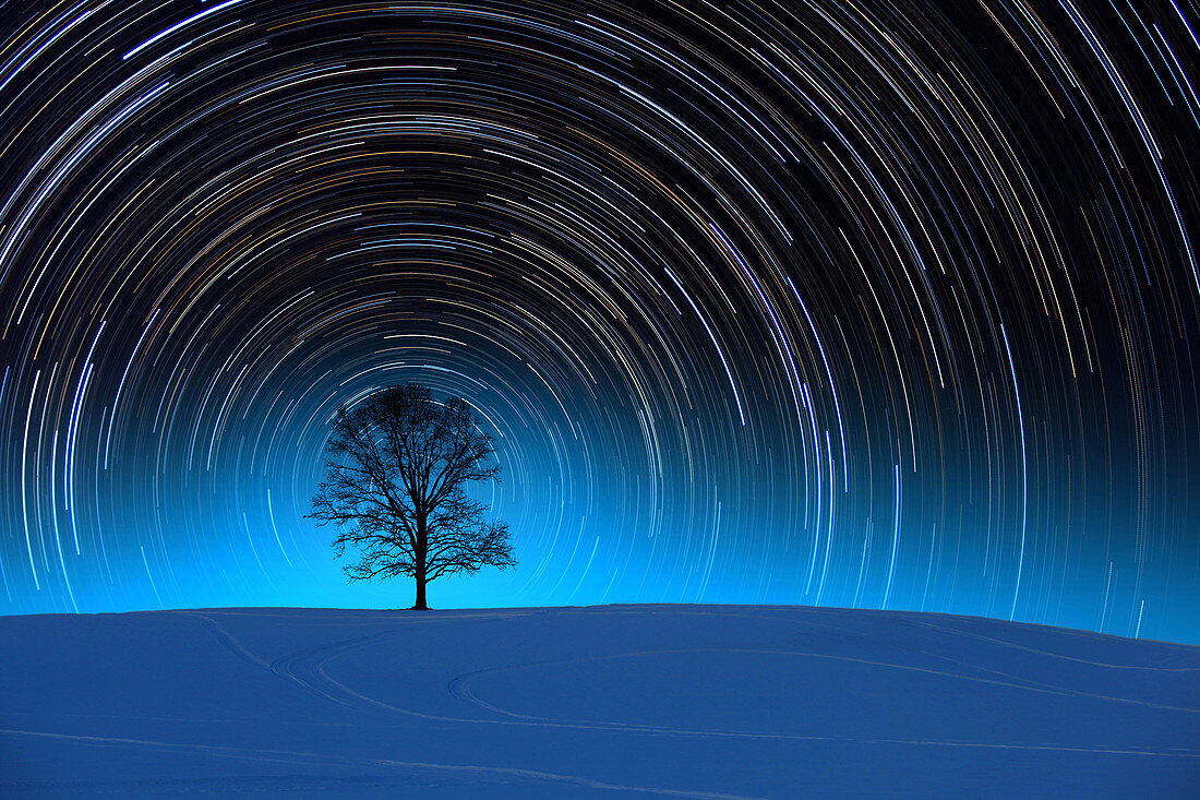 Tree With Star Trails