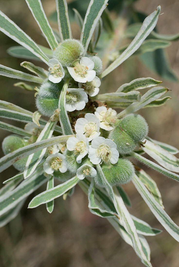Snow-on-the-prairie,Euphorbia bicolor