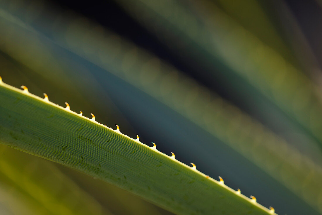Edge of a Sotol Leaf
