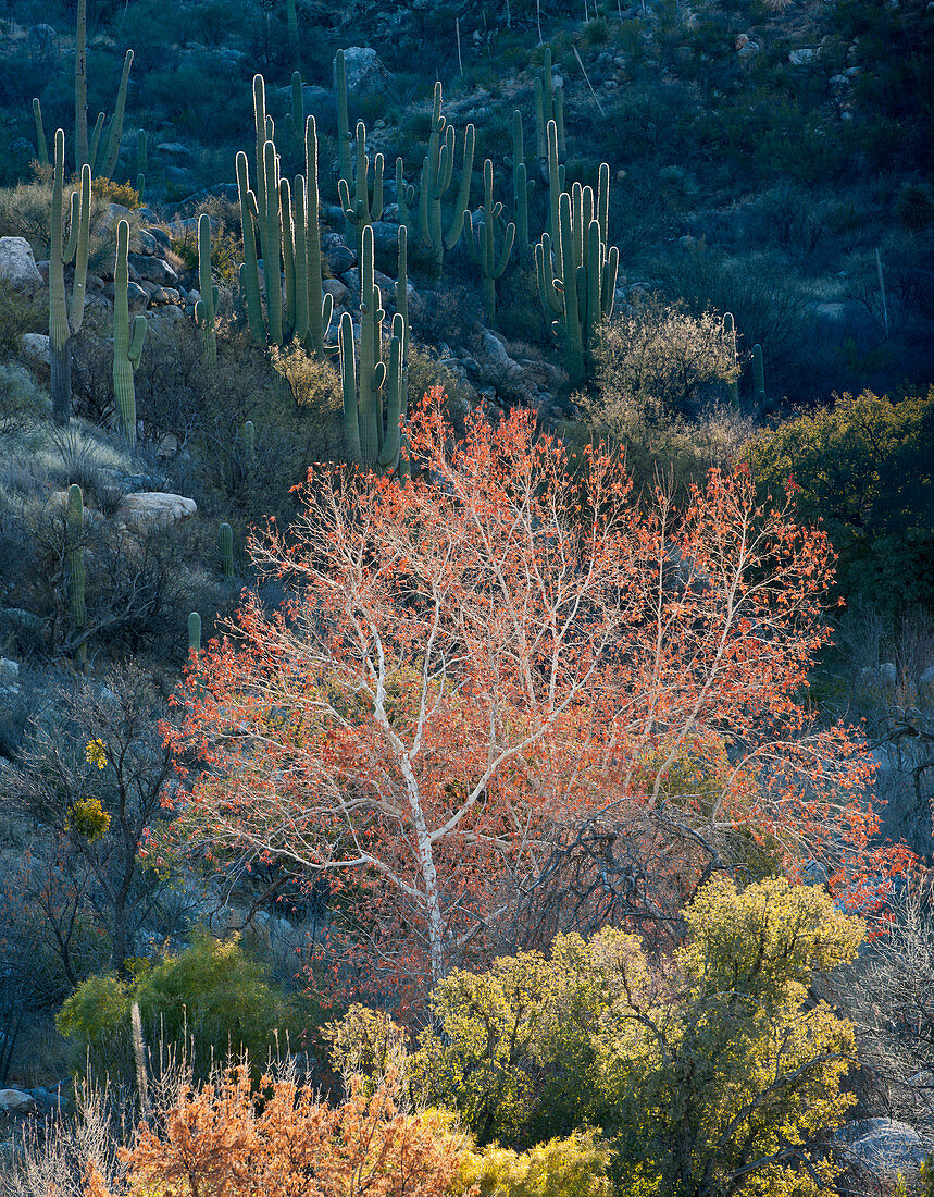 Sycamore and Saguaro Cacti,Arizona