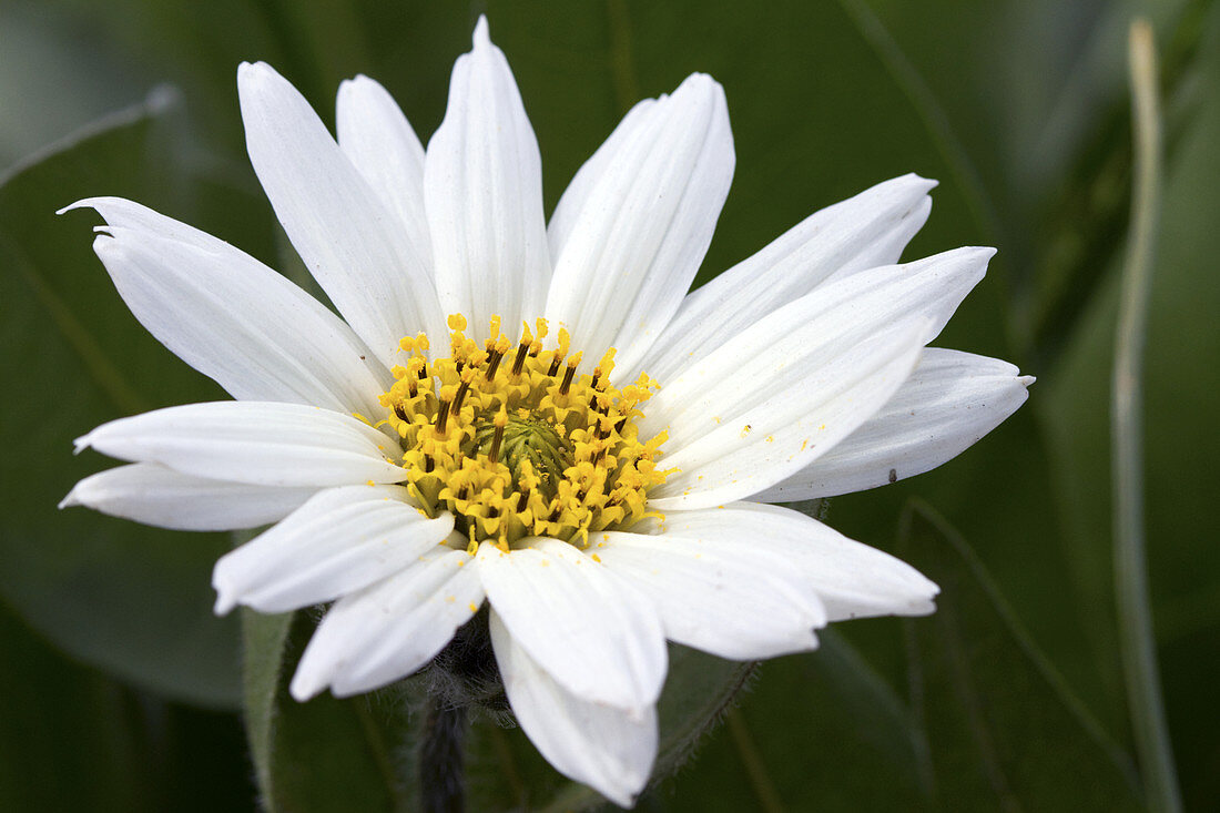 White Mule's Ear Wildflower