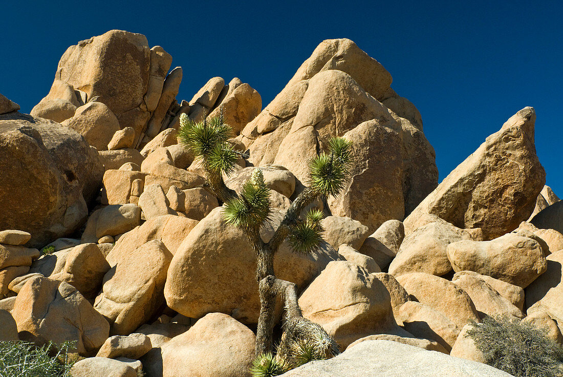 Joshua Tree and Rock Formation